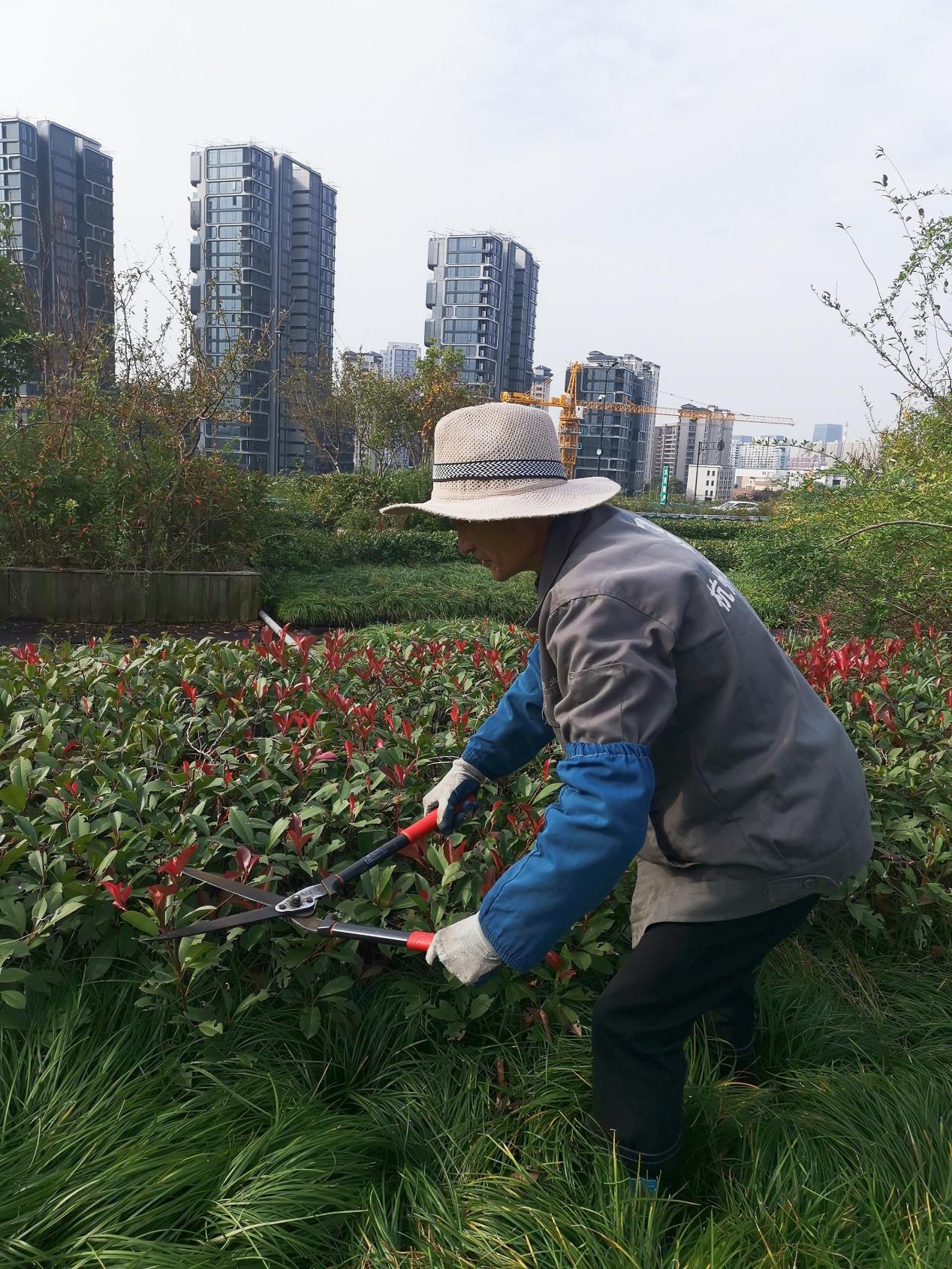 钱江商城开展屋顶花园植物修剪事情