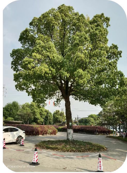 增补营养，，，，，，香樟树“打点滴”